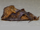 Plusiodonta natalensis